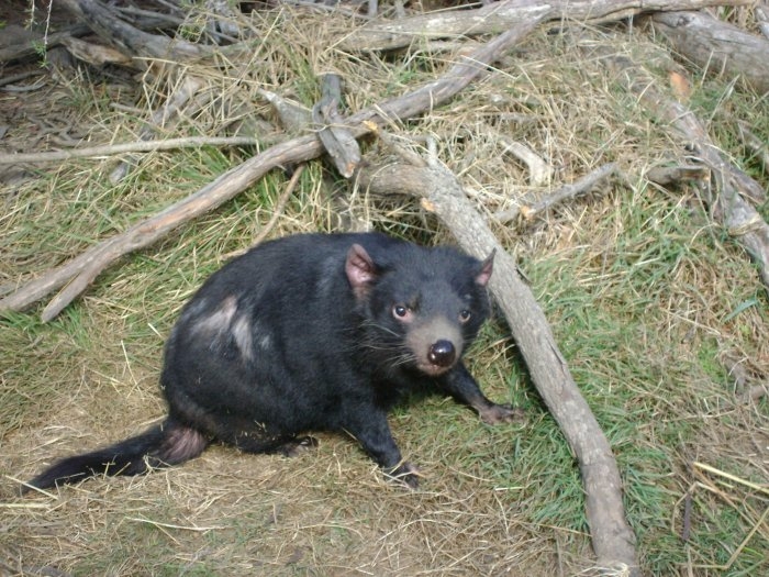 Tasmanian Devil.jpg