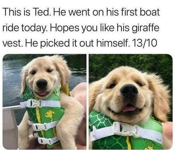 Te dog.jpg