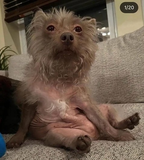 Ted dog.jpg