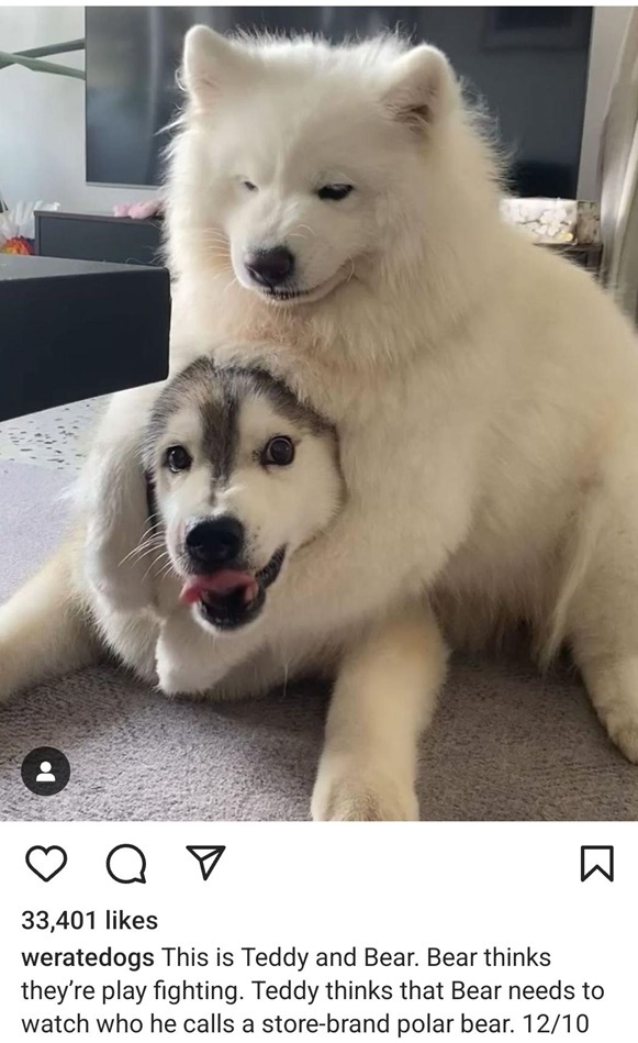 teddy bear dogs.jpg