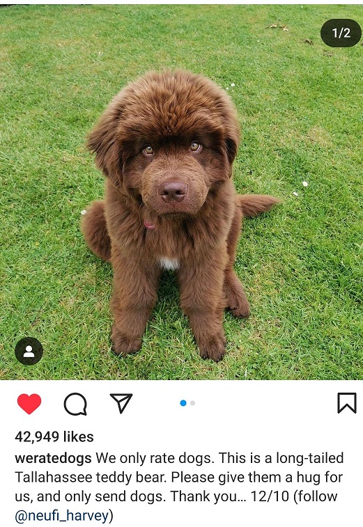 teddy dog.jpg