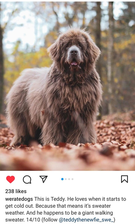 teddy dog.jpg