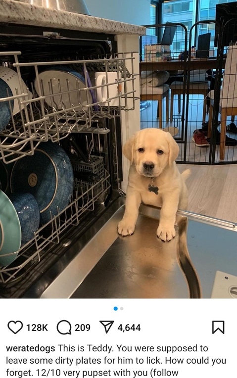 teddy dog.jpg