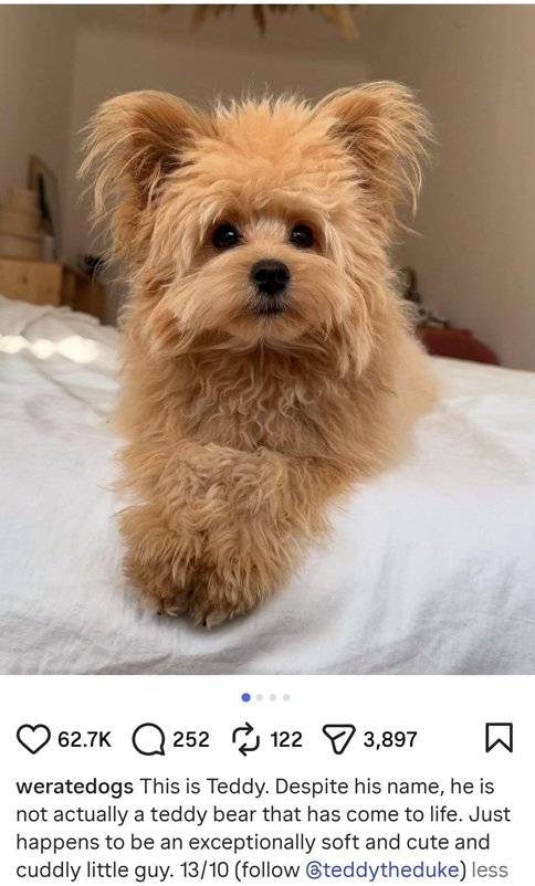 teddy dog.jpg