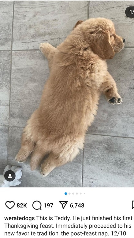 teddy dog tgiving.jpg
