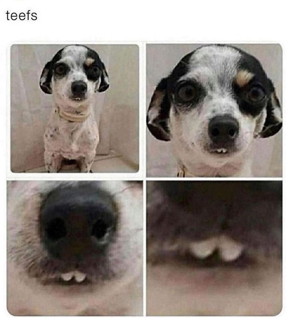 teefs.jpg
