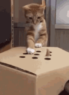 tenor (10).gif