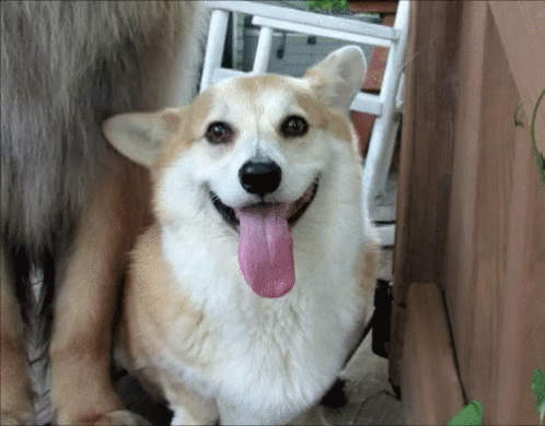 tenor-1290677880.gif