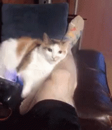 tenor (20).gif