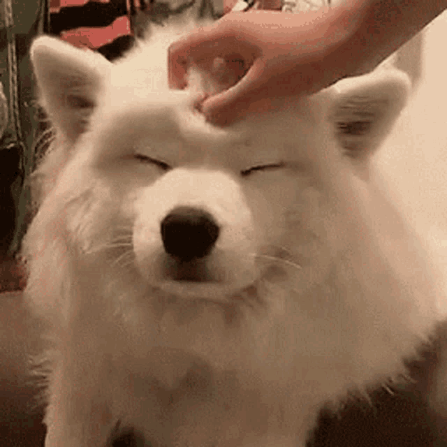 tenor-2085635921.gif