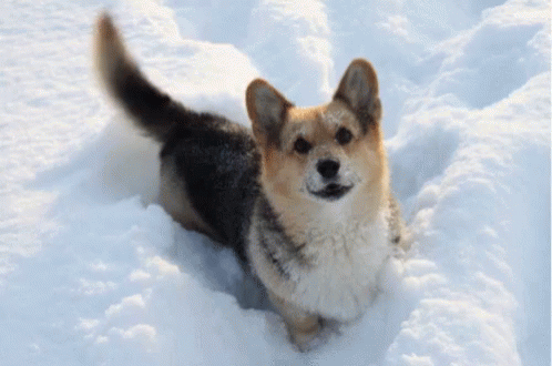 tenor-2392348270.gif