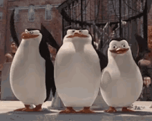tenor (3).gif