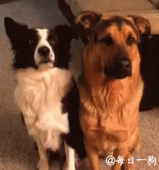 tenor-3175637912.gif