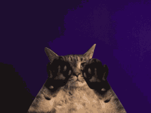tenor (72).gif