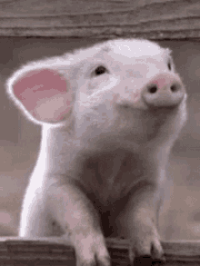 tenor (8).gif