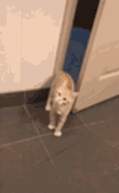 tenor-gif.gif