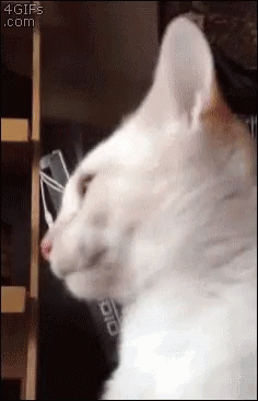 tenor.gif