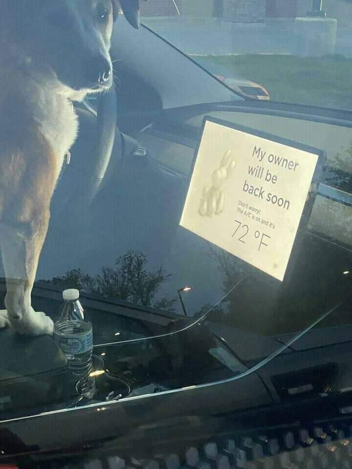 Tesla pet owner screen.jpg