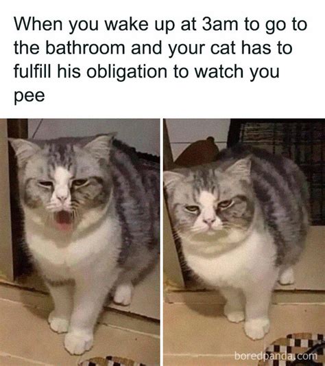 th-951693530.jpeg