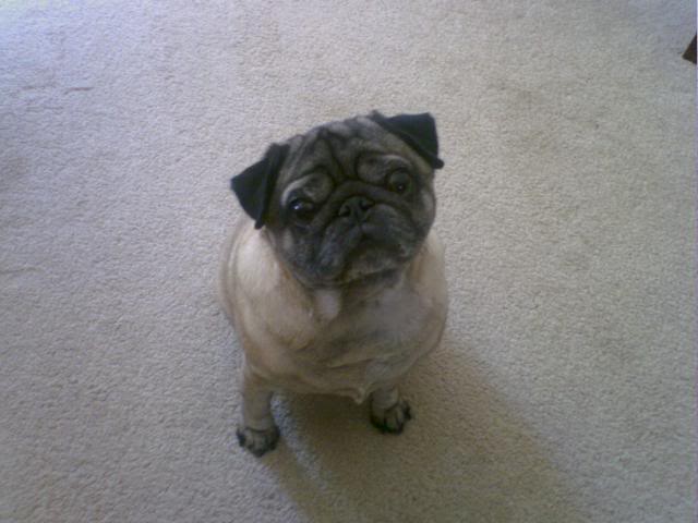 thatdog2.jpg