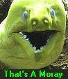 That's A Moray.JPG
