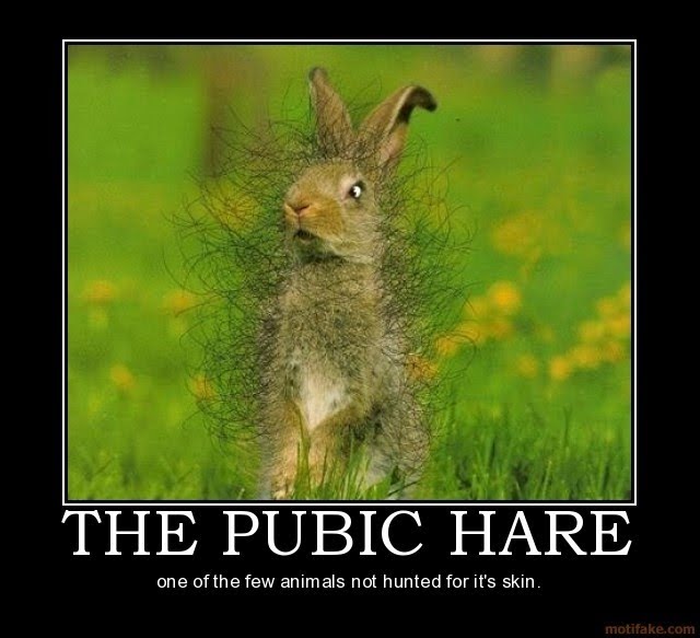 the%2Bpubic%2Bhare.jpg