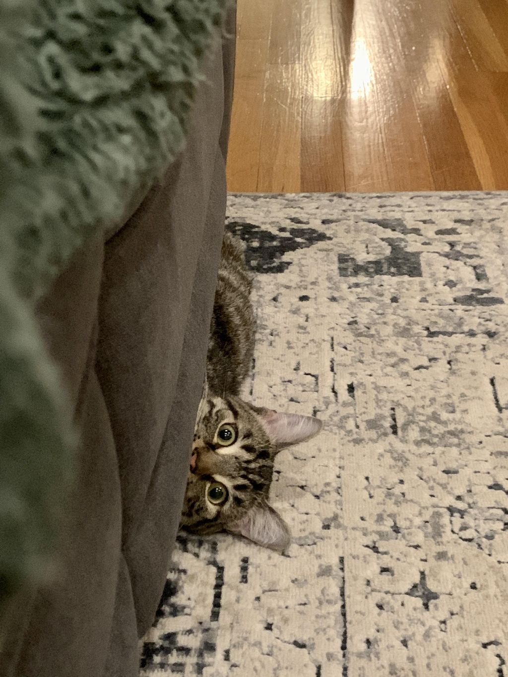 The couch monster making his nightly appearance.jpg