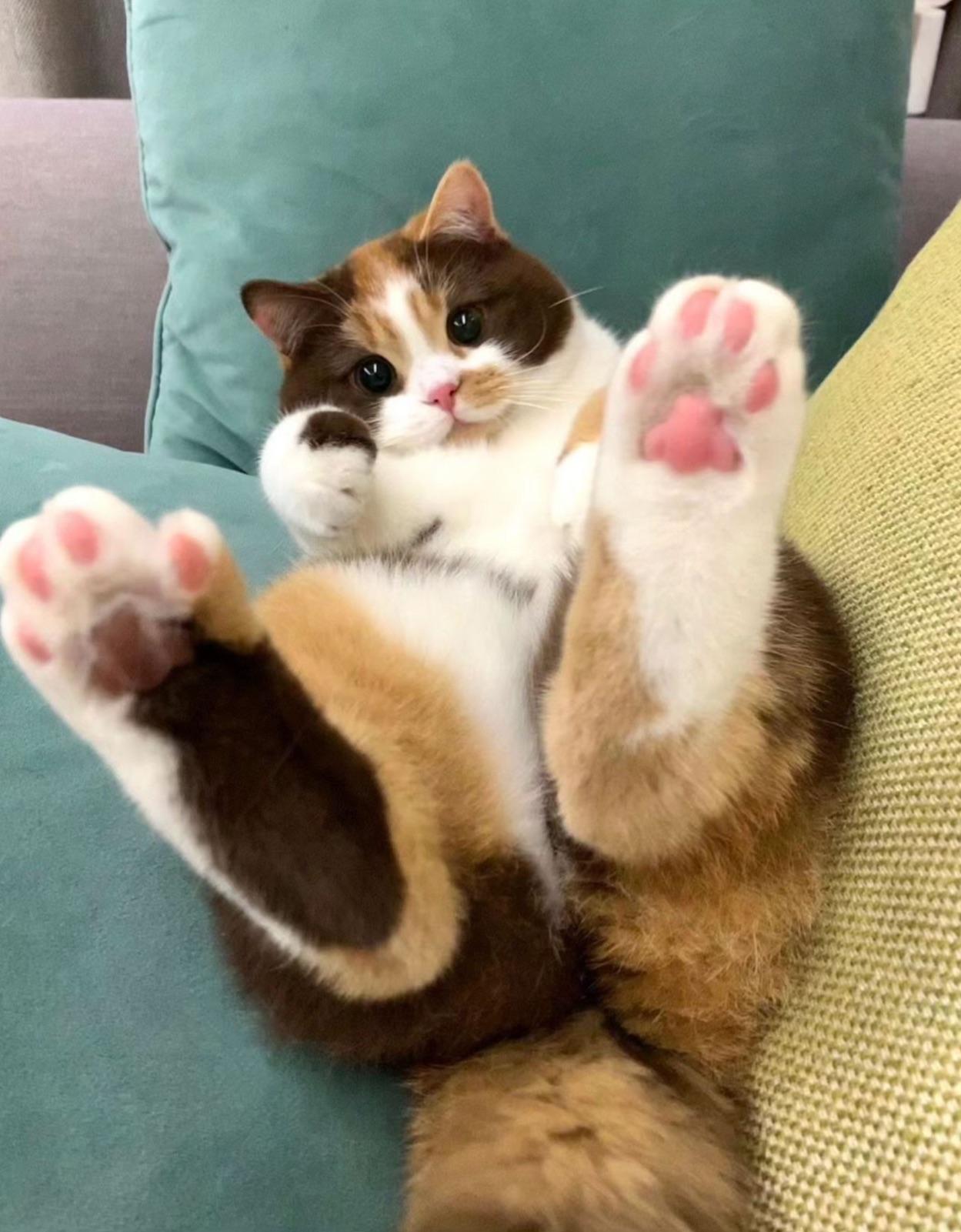 The feet.jpg