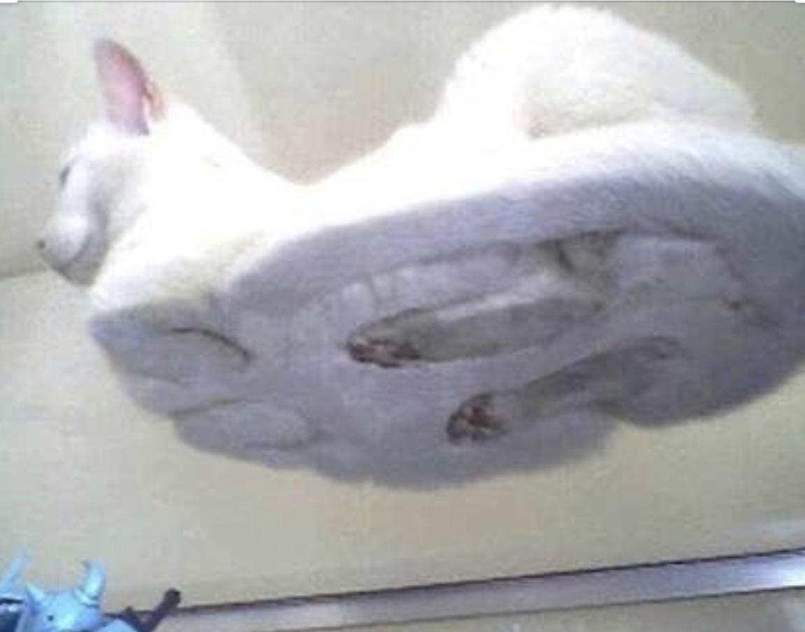 The flat cat is here!.jpg
