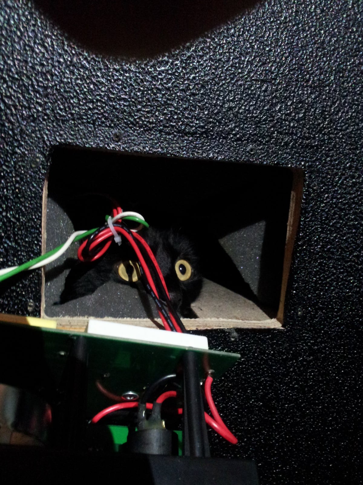 the_cat_in_a_cab.jpg