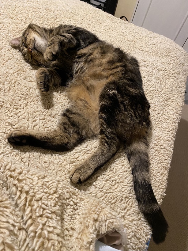 theo cat.jpg