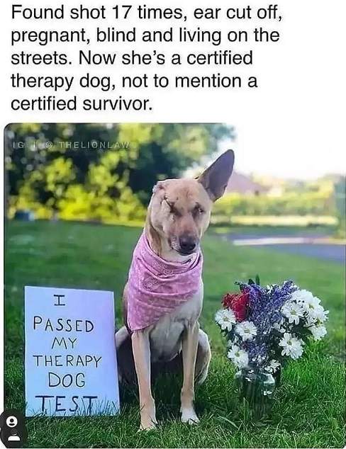 therapy dog 2.jpg