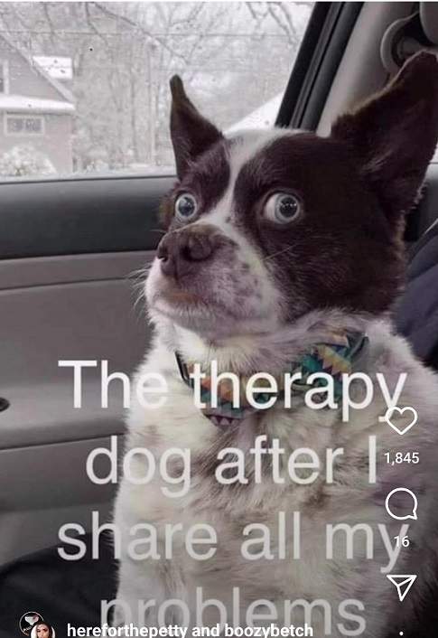 therapy dog.jpg