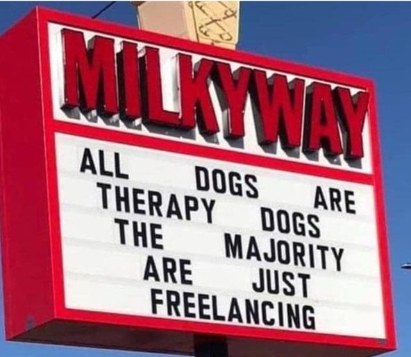 therapy dog.jpg