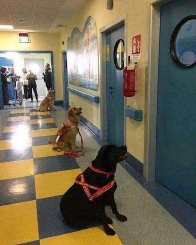 therapy dogs.jpg