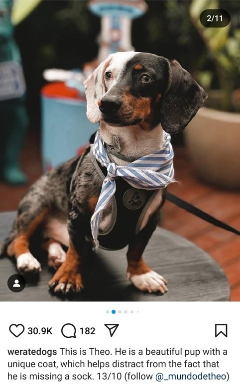 thero dog.jpg
