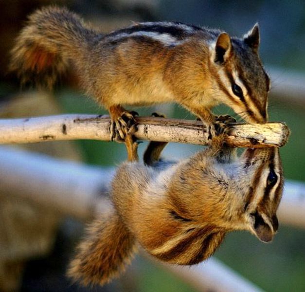 these_funny_animals_1145_640_40.jpg