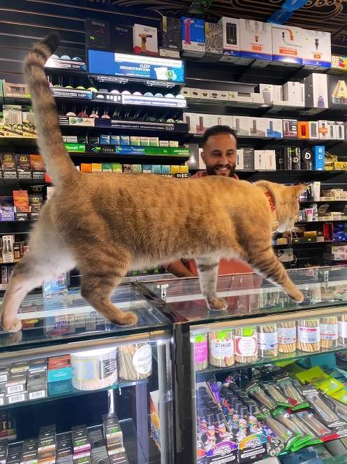 thick bodega cat.jpg