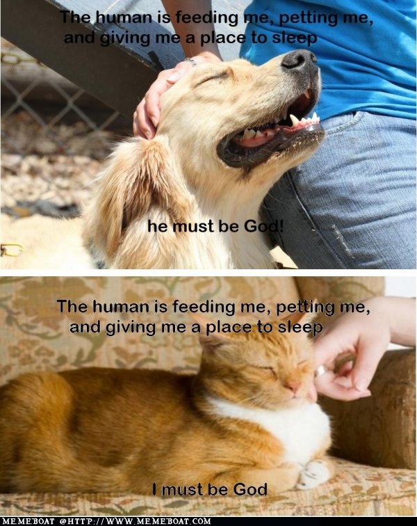 Thinking+Cat+Vs+Dog_036e8a_4281981.jpg