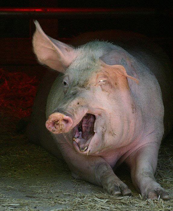 THISISYOURHAM.jpg