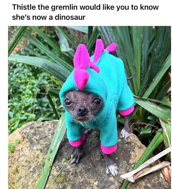 thistle dog.jpg