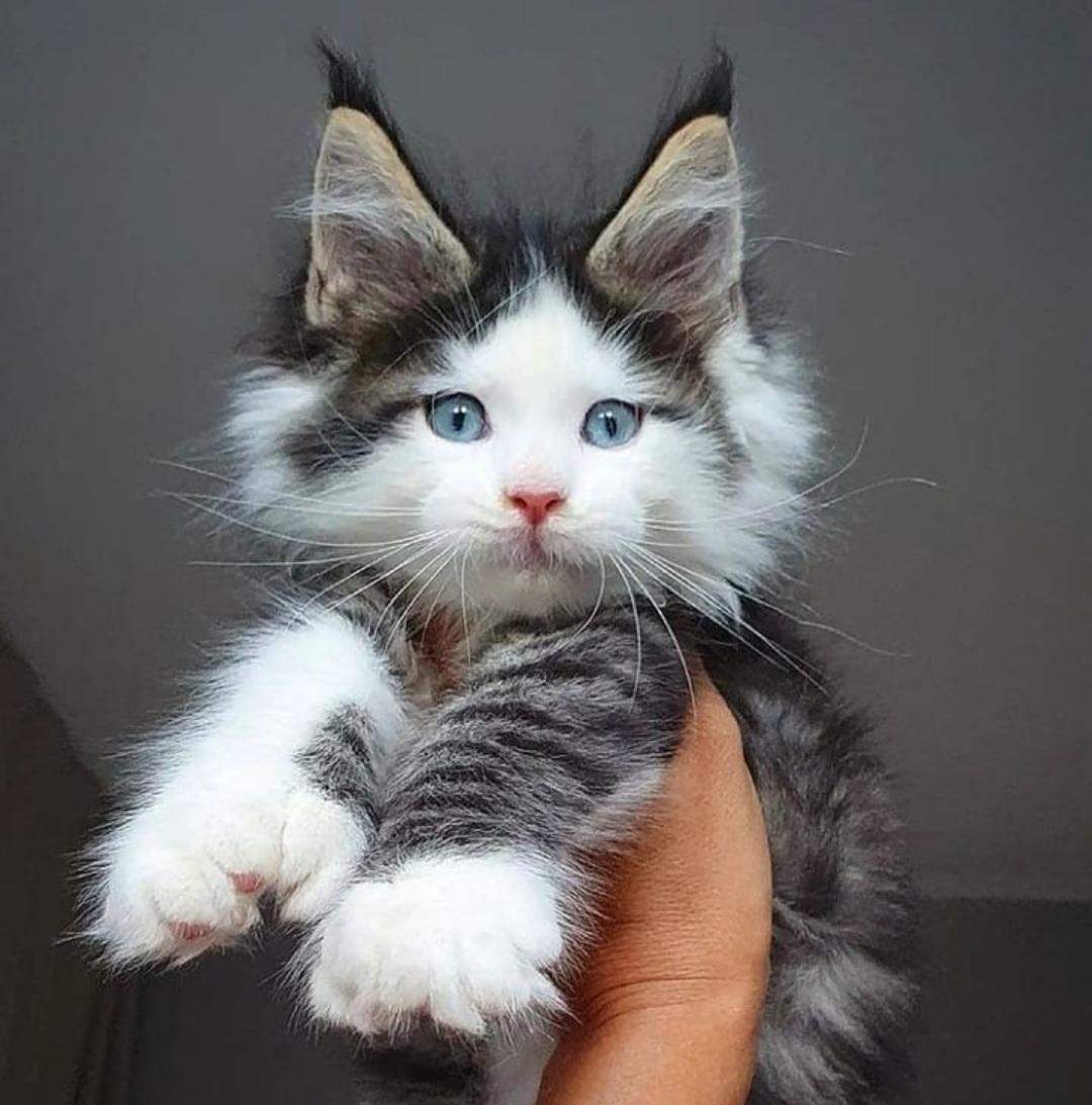 Those ears!.jpg