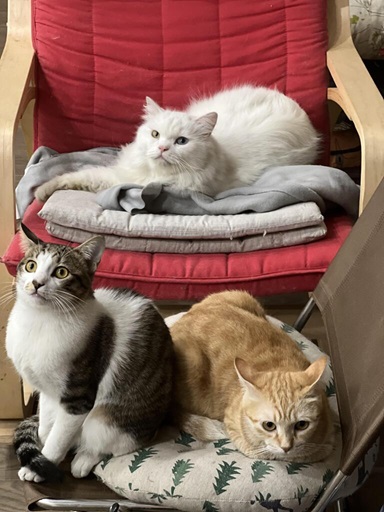 three cats chair.jpg