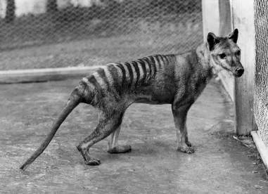 thylacine2.jpg