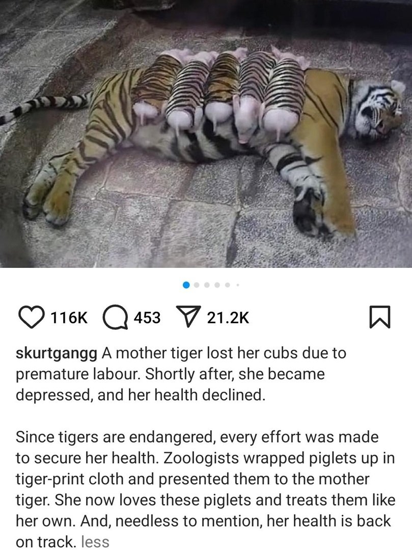 tiger amazing.jpg