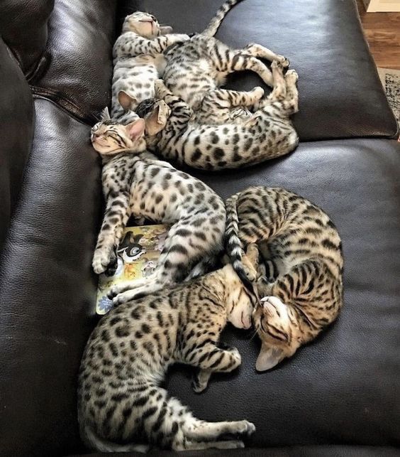 tiger cats.jpg