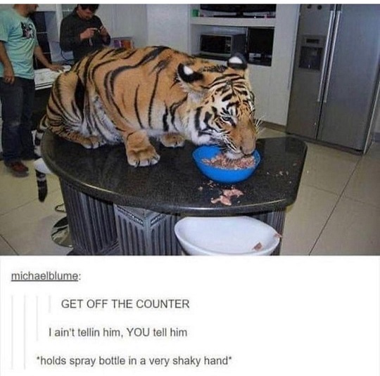 tiger.jpg