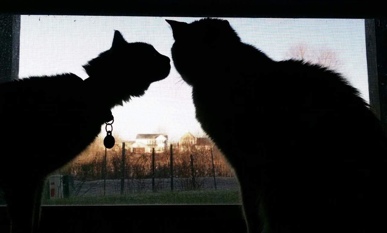 Tiger & Lola 1.JPG