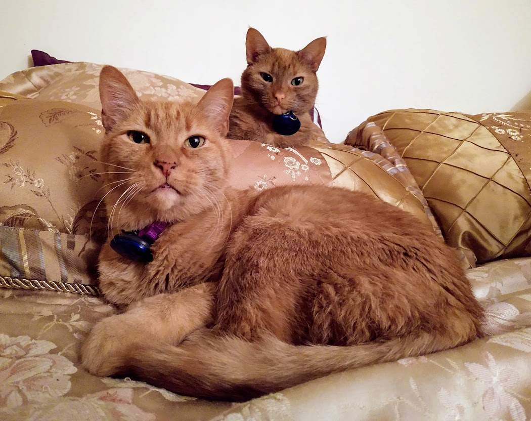 Tiger & Lola 2.jpg