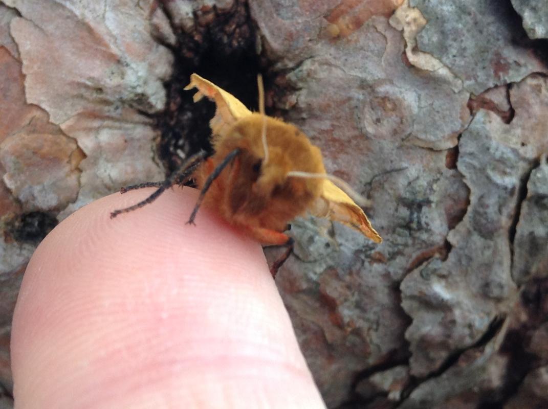 Tiger_Moth_Looking_At_You.jpg